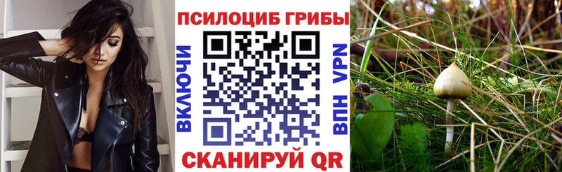 дарк нет официальный сайт  Покачи  Псилоцибиновые грибы Psilocybe 